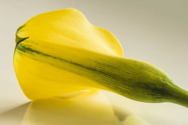 Macro fotos de flores amarillas de lirio de cala: fotografía de stock ©  TeriVirbickis #184520392 | Depositphotos