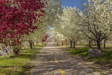 Bisiklet yolu astar çiçek açan elma ağaçları