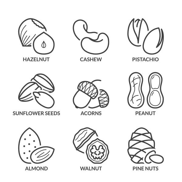 Основные орехи тонкие линии иконки с текстом — стоковый вектор