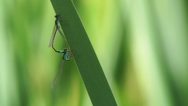 libellule sur la feuille