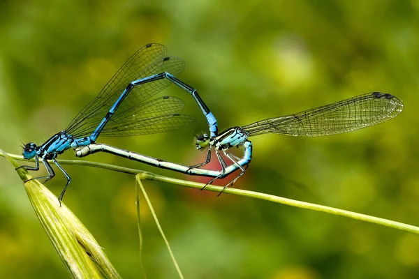 Güneşte çiftleşen yusufçuklar