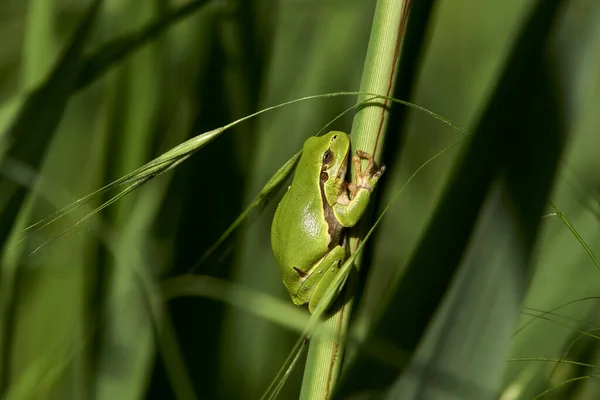            TREE FROG AL GÜNEŞ                    