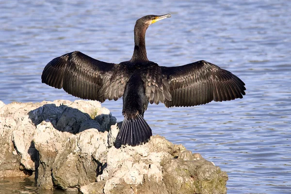 Güneş 'te CORMORANT KURULARI