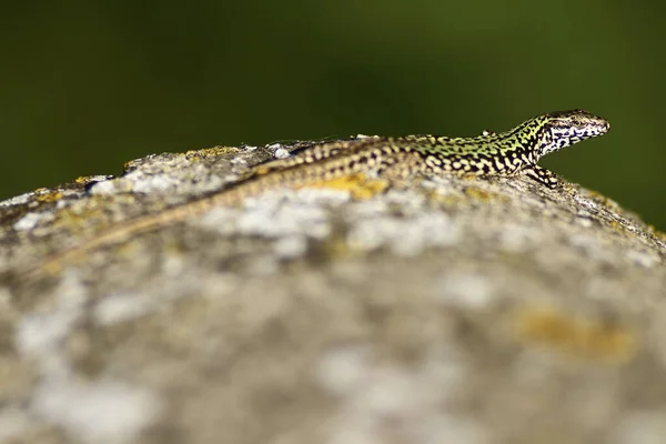 Lagarto Sol — Fotografia de Stock