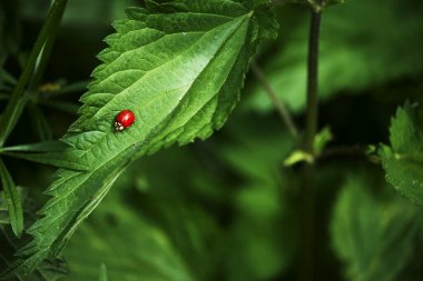 Güneşte yaprak üzerinde böcek.
