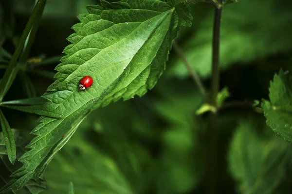Güneşte yaprak üzerinde böcek.