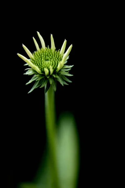 İlkbahar çiçekleri İtalyan kırsalında