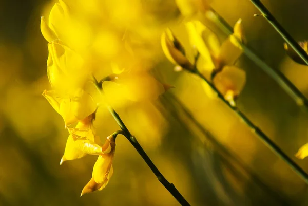 İtalya kırsalında süpürge çiçek açıyor.