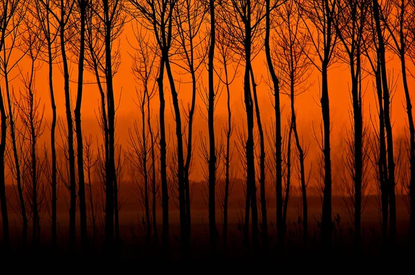 satır günbatımı, ağaçlar