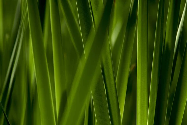          Yeşil yaprak dokusu arkaplanı                      