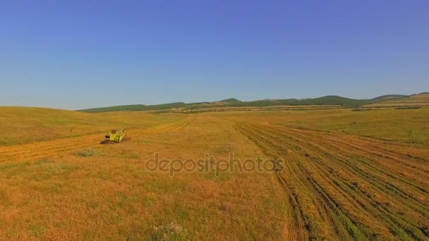 VISTA AERIAL. Granja combinar la cosecha de trigo en campo grande — Vídeos de Stock