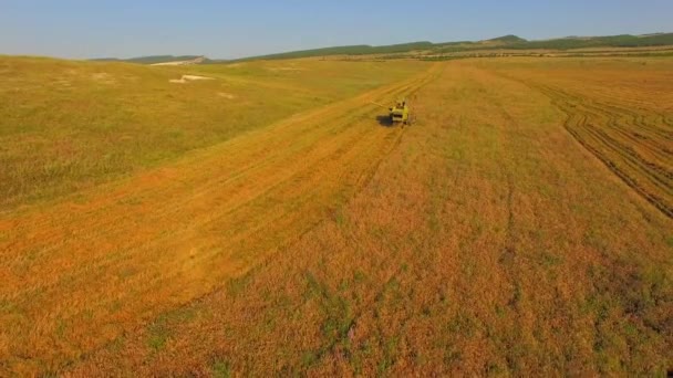 Luchtfoto. Combineren van Harvester op een tarweveld tegen blauwe hemel — Stockvideo