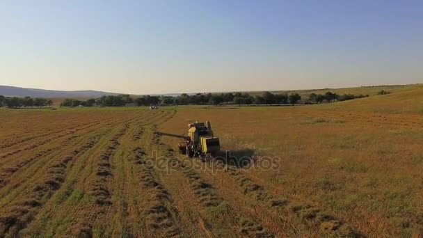 Luchtfoto. Combineren van Harvester verlaten van Hay op veld terwijl u werkt — Stockvideo