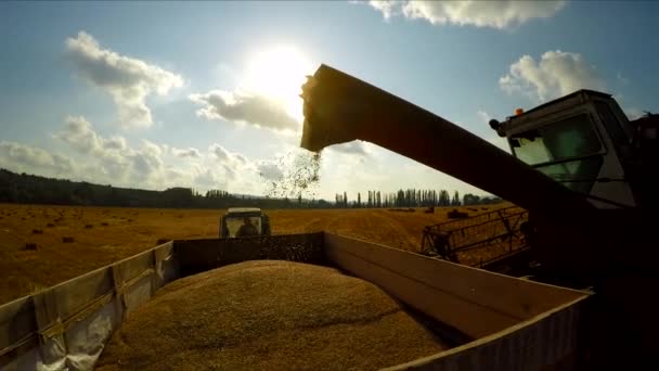 The combine pours grain into the trailer on the tractor — Stock Video