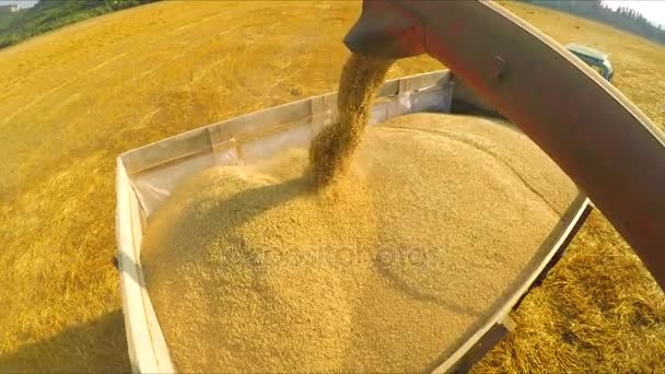 La cosechadora vierte el grano recogido en el cuerpo — Vídeos de Stock