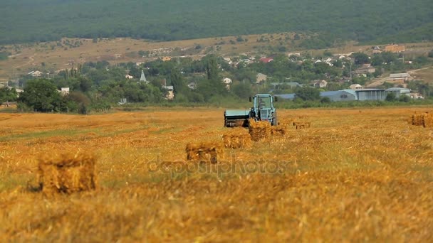 Трактор збирає пшеницю з поля — стокове відео