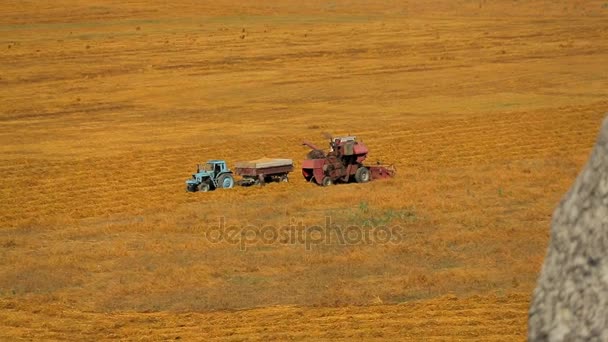 Traktor tar vete från fältet, skördetröska fortsätter skörda — Stockvideo