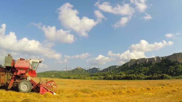 Een rode harvester is paardrijden langs het tarweveld, oogsten — Stockvideo