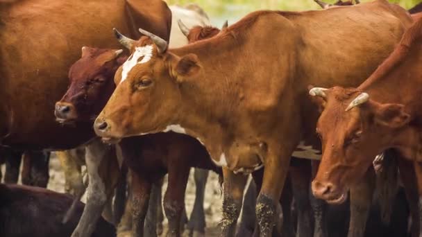 Masticar vacas en el pasto — Vídeo de stock