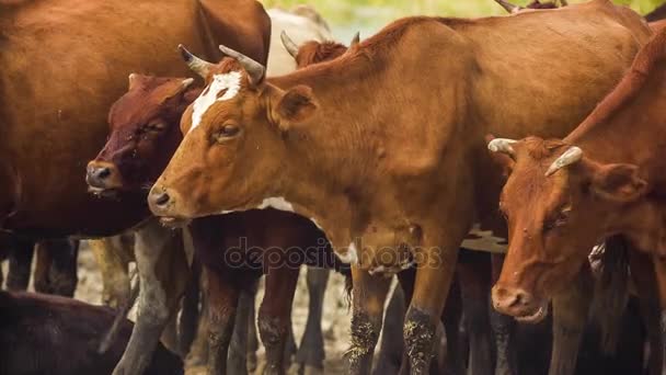 Žvýkání krávy na pastvině