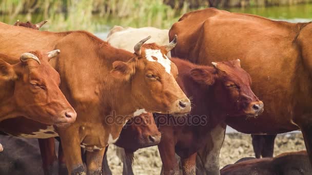 Shot of chewing cows. — Stock Video