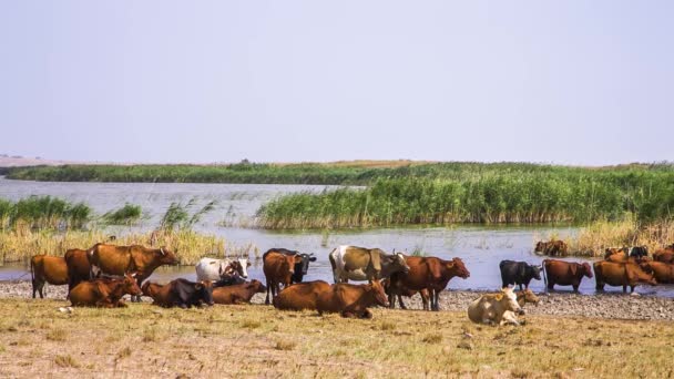 Manada de vacas perto da lagoa — Vídeo de Stock