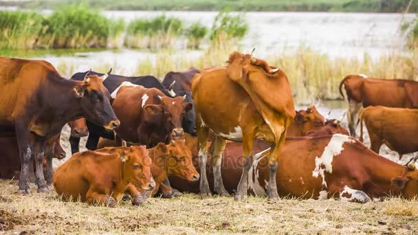 Manada de vacas cerca del estanque — Vídeo de stock