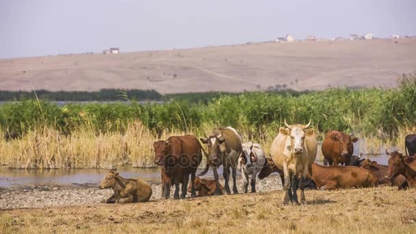 Herd Of Grazing Cows — Stock Video