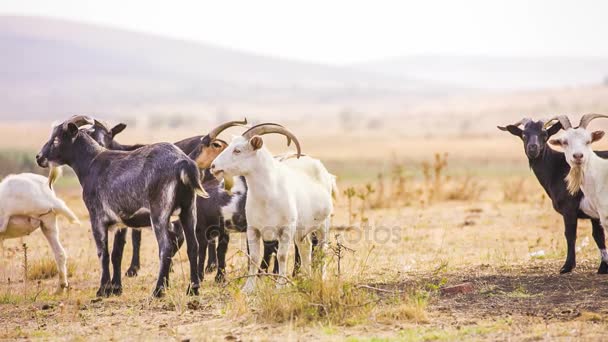 Стадо коз — стоковое видео