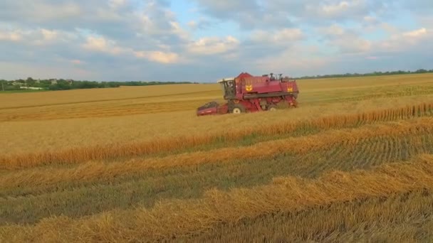 Luchtfoto. Landbouwmachines in het veld oogsten van tarwe — Stockvideo