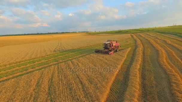 AERIAL VW. Урожай зерна рядом с фермой — стоковое видео