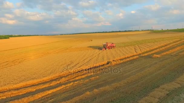 Luchtfoto. Graan oogst dicht door een boerderij — Stockvideo