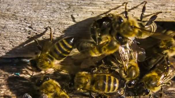 Macro cámara lenta. Miel de abejas en la entrada de la colmena — Vídeos de Stock