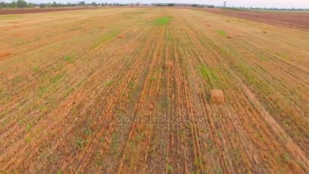 Dron krąży nad polem zebrane ziarna pszenicy — Wideo stockowe