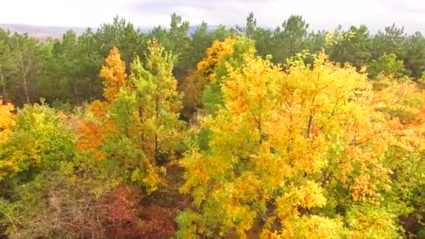 Autumn forest, shot in flight — Stock Video