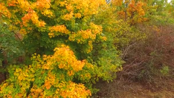 Árbol de otoño en el bosque, en el fondo de la montaña — Vídeo de stock