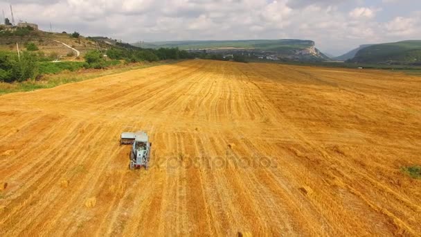 A blue tractor rides along the golden field, a birds eye view — Stock Video