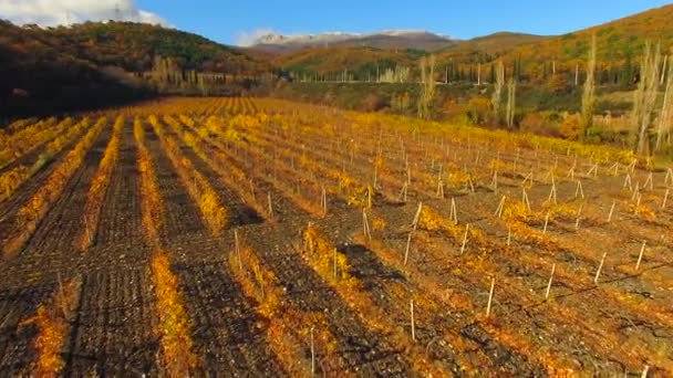 A drone flies over the autumn vineyard — Stock Video