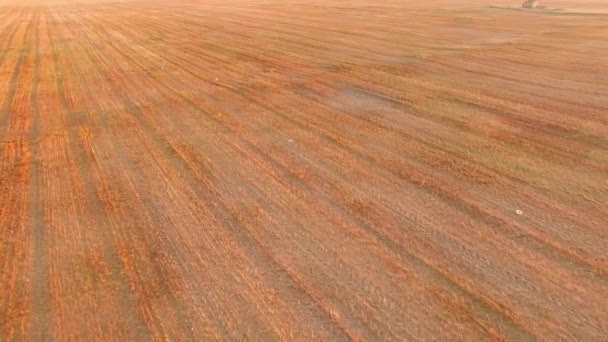 El helicóptero vuela sobre el campo de trigo recogido — Vídeos de Stock