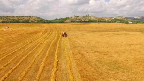 Kombajn do zbiorów pszenicy — Wideo stockowe