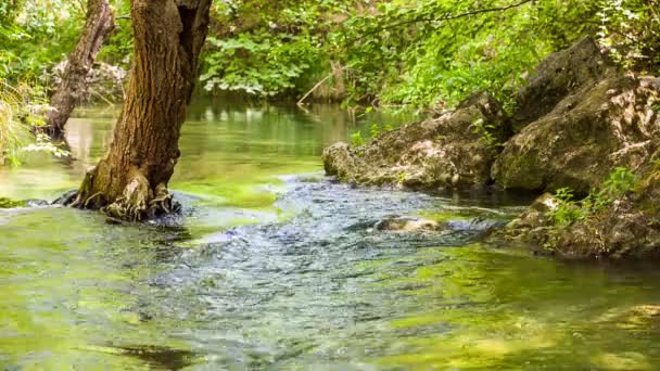 Ruhiger Fluss zwischen Felsen und Bäumen — Stockvideo