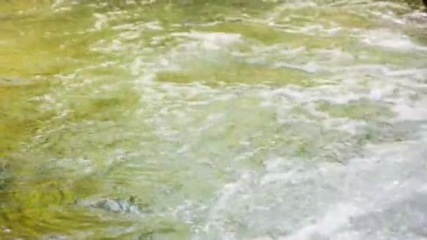 Courant orageux de la rivière de la forêt 