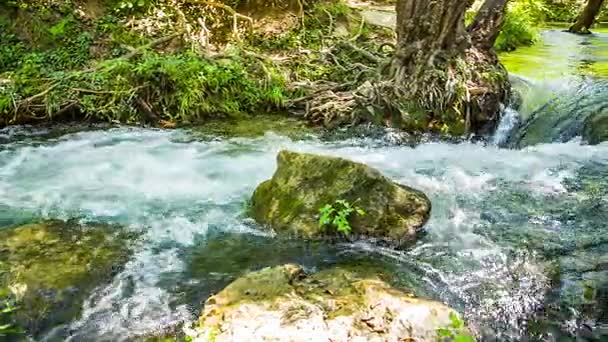 Rapido corso del fiume di montagna, intorno alla foresta — Video Stock