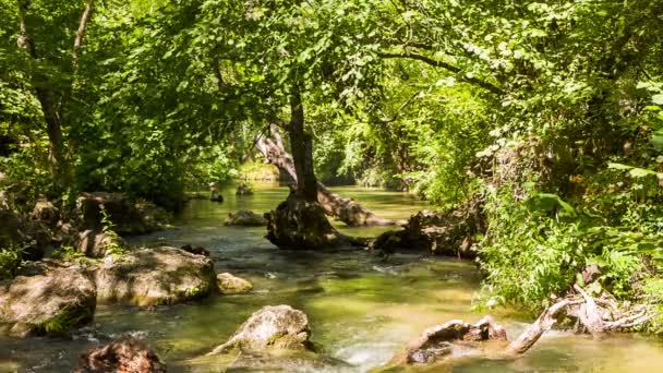 Wald und ruhiger Gebirgsfluss, Schmetterlingsflug — Stockvideo