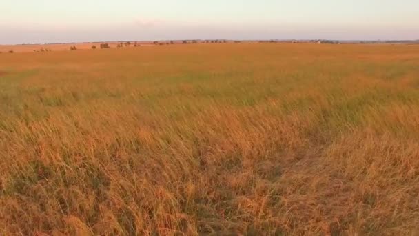 Lage Quadrocopter vliegt over het veld van granen — Stockvideo