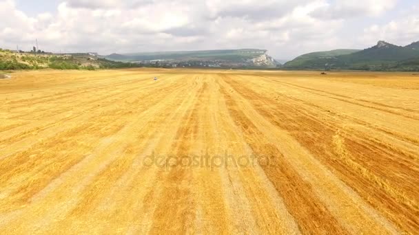 Quadrocopter voa rapidamente sobre o campo, abaixo da colheita — Vídeo de Stock