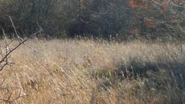 Un chien court dans l'herbe pour un bâton 