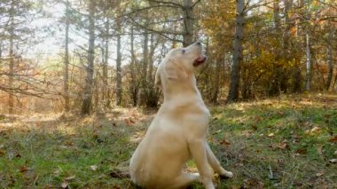 Köpek yavrusu oturur ve gıda için bekler