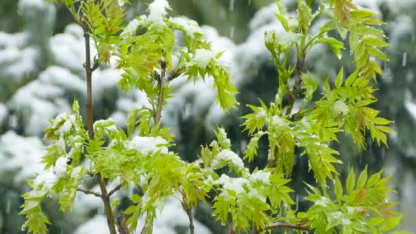 Sneeuw valt op de jonge scheuten — Stockvideo