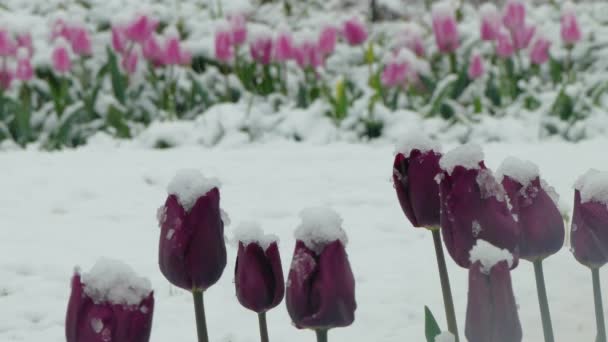 Fleurs violettes recouvertes de neige — Video